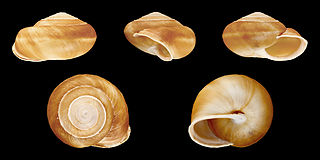 <i>Canariella</i> Genus of gastropods