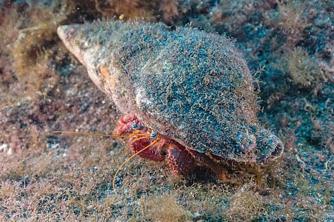 Hairy red hermit crab (Dardanus lagopodes), Teno-Rasca marine strip, Tenerife, Spain.