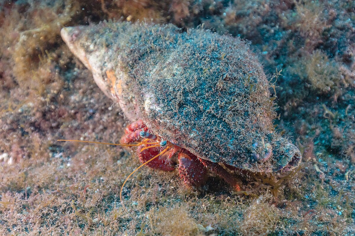 Cangrejo de rio azul