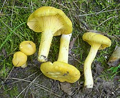 Cantharellus altipes 236698.jpg 