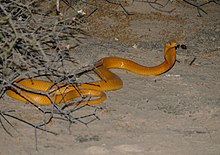 Cape Cobra (Naja nivea) (47049105972).jpg