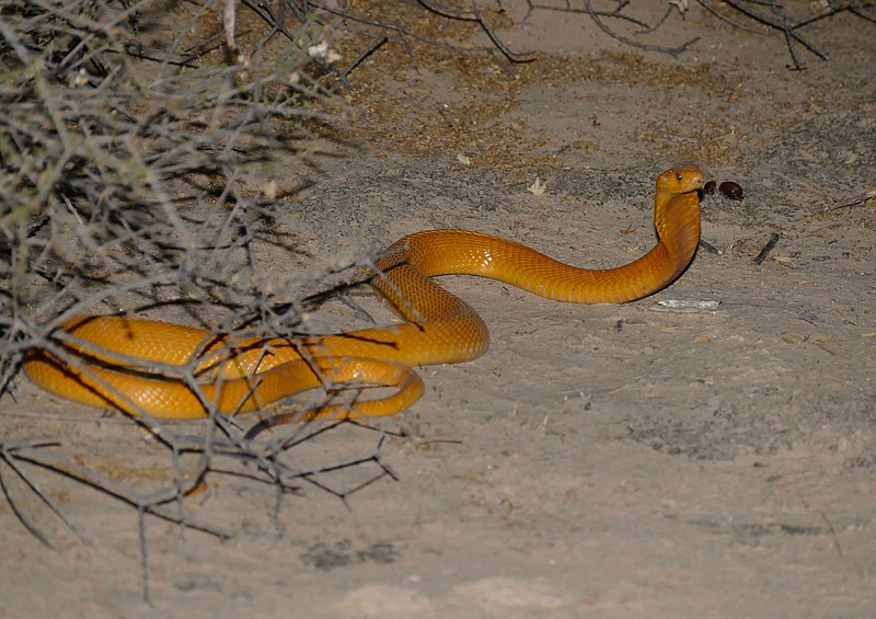 File:Cape Cobra (Naja nivea) (47049105972).jpg