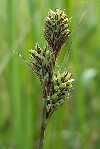 File:Carex buxbaumii kz1.jpg