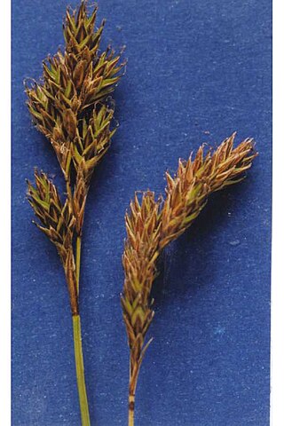 <i>Carex praticola</i> Species of grass-like plant