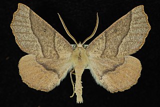 <i>Caripeta ocellaria</i> Species of moth