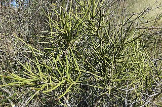 <i>Carmichaelia petriei</i> Species of legume