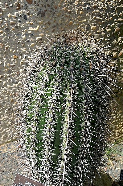 File:Carnegiea gigantea 7zz.jpg