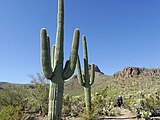 West Saguaro National Park around Sombrero Mountain near Tucson, Arizona in November 2016.