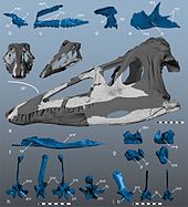 3D visualization of holotype elements Carnufex.jpg
