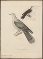 Carpophaga badia - 1700-1880 - Print - Iconographia Zoologica - Special Collections University of Amsterdam - UBA01 IZ15600109.tif