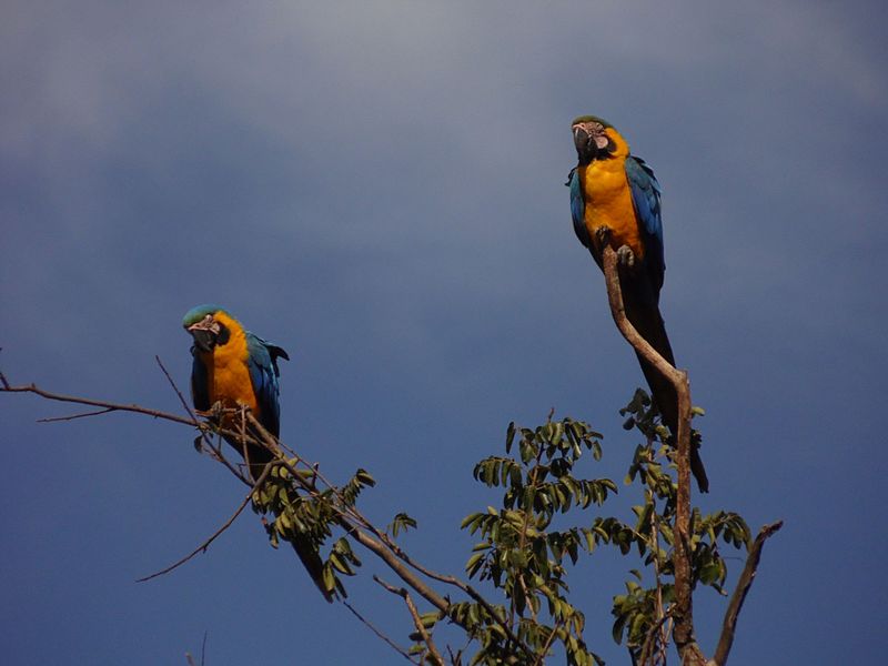 File:Casal de Araras Canindé.jpg