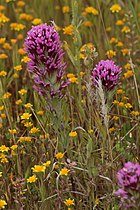 Antelope Valley California Poppy State Reserve
