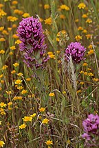 Castilleja exserta