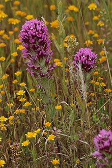 Castilleja exserta 8031.JPG 