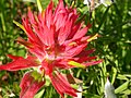 Castilleja miniata