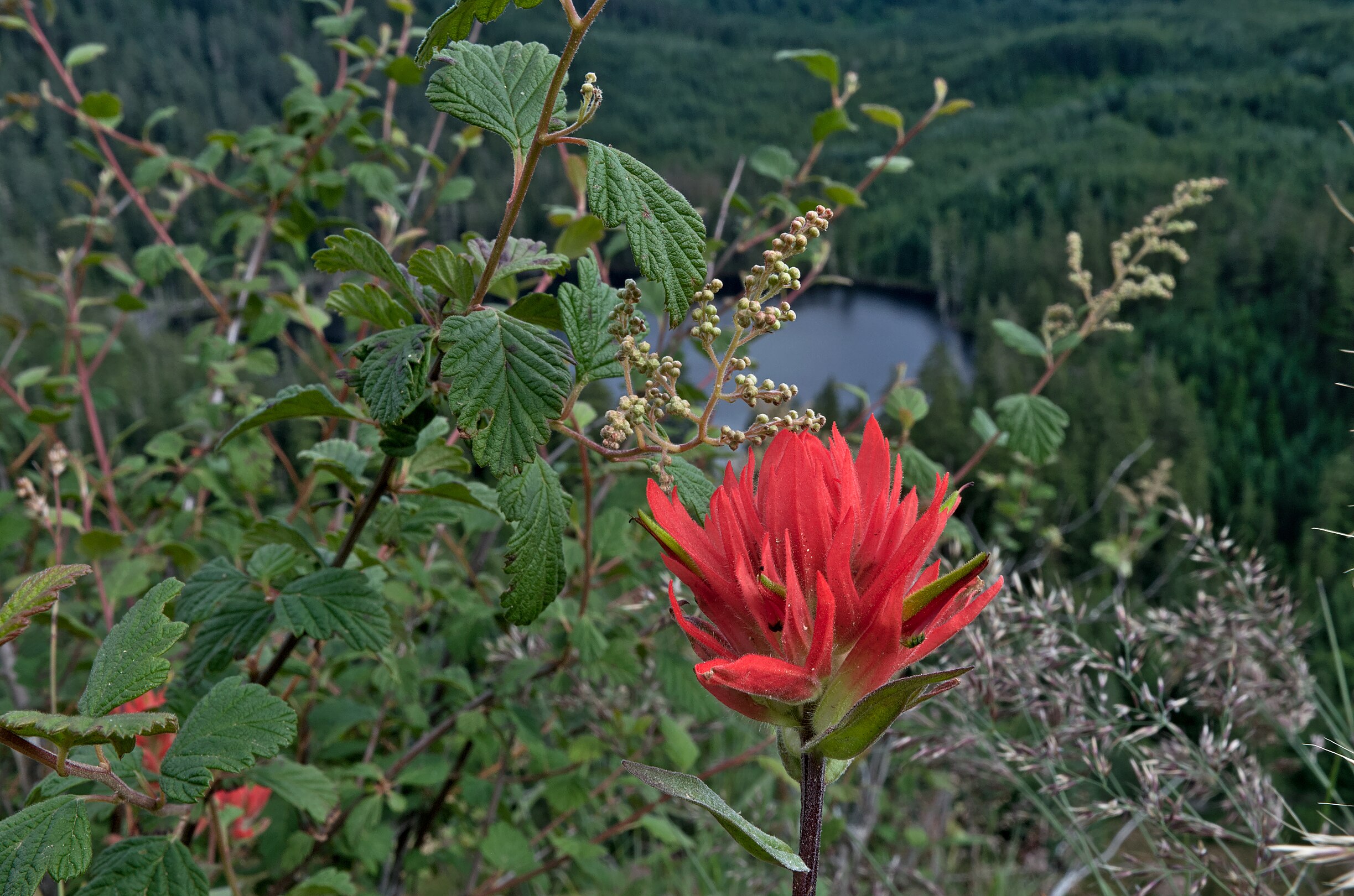 en:Castilleja