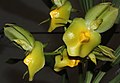 Catasetum expansum