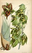 Catasetum naso