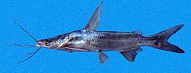 Cathorops hypophthalmus SI.jpg