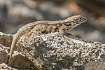 Thumbnail for File:Cayman curly-tailed lizard (Leiocephalus varius).jpg