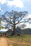 Ceiba pentandra, arbre sacré pour la santería, dans la campagne de Viñales