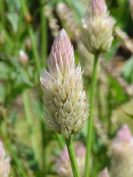 File:Celosia argentea1.jpg