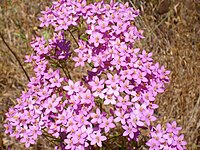 Centaurium erythraea enfoque 2010-6-06 SierraMadrona.jpg