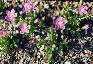 <i>Centaurium scilloides</i> Species of plant