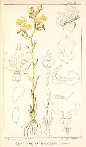 Ceratandra bicolor - Icones Orchidearum Austro-Africanarum - vol. 3 plate 87 (1913).jpg