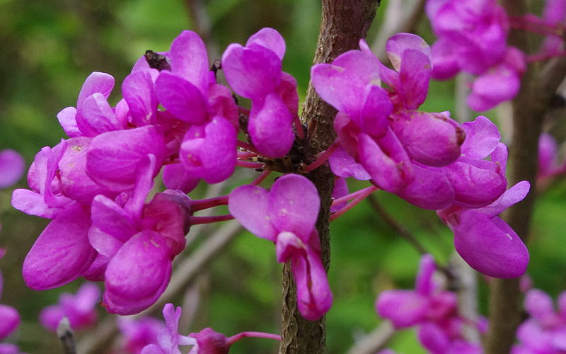 File:Cercis chinensis ÖBG 2012-05-13 02.jpg