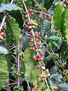 Cercospora Berry Blotch.jpg