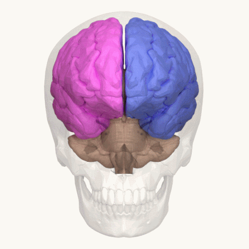 Cerebral hemisphere - animation.gif