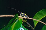 Miniatura para Cereopsius elongatus