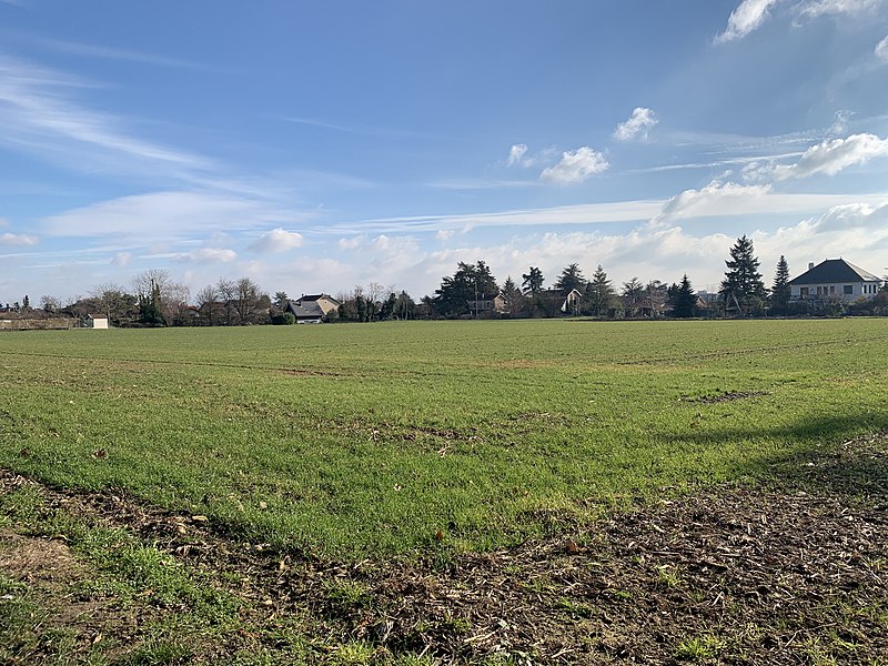 File:Champ agricole, rue des Andrés à Saint-Maurice de Beynost en janvier 2019.jpg