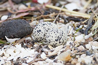 "Nest" with eggs Charadrius ruficapillus eggs - Ralph's Bay..jpg