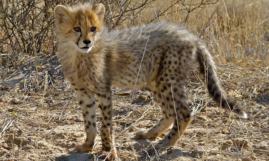 Cheetah Cub (Acinonyx jubatus) (6491718853).jpg