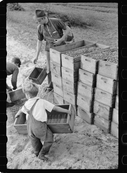 File:Child labor, cranberry bog, Burlington County, New Jersey, 8a10151a.tif