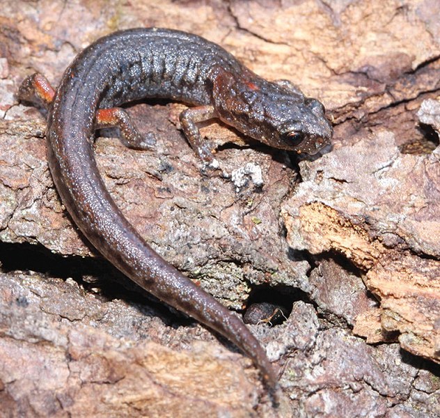 File:Chiropterotriton dimidiatus.jpg