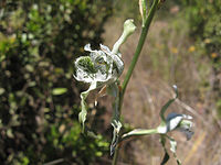 Chloraea piquichen