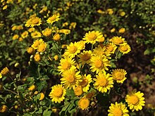 Chrysanthemum lavandulifolium.jpg