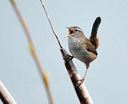 Suopeukaloinen (Cistothorus palustris)