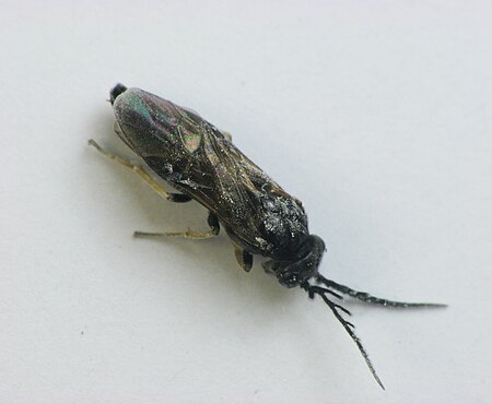 Cladius difformis male.jpg