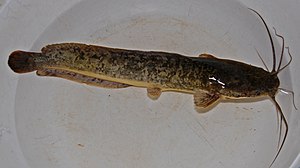 Afrika yırtıcı yayın balığı (Clarias gariepinus), benekli morf