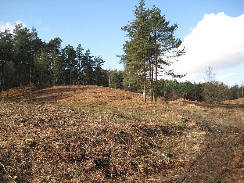 File:Cleared woodland near Gapemouth Road - geograph.org.uk - 1758218.jpg