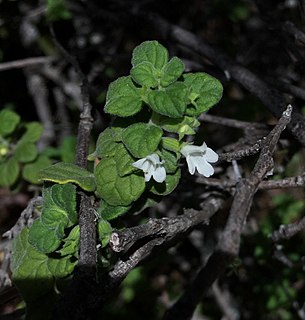 <i>Clinopodium chandleri</i> Species of flowering plant