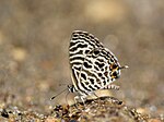 Thumbnail for File:Close wing mud puddling of Leptotes plinius (Fabricius, 1793) - Zebra Blue.jpg