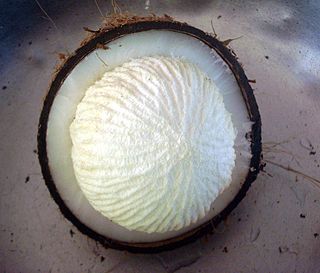 Sprouted coconut