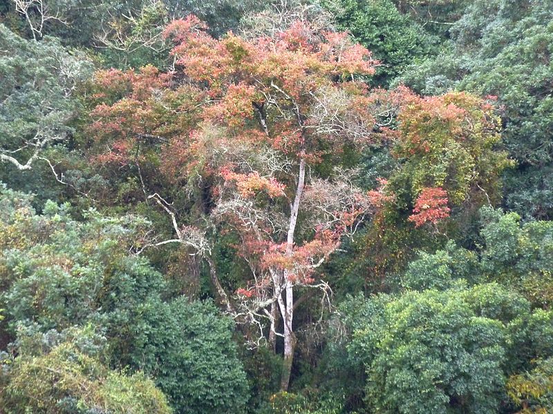 File:Combretum kraussii, habitus, Krantzkloof NR.jpg