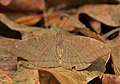 Common Earl (Tanaecia julii) at Samsing, Duars, West Bengal W IMG 6046.jpg