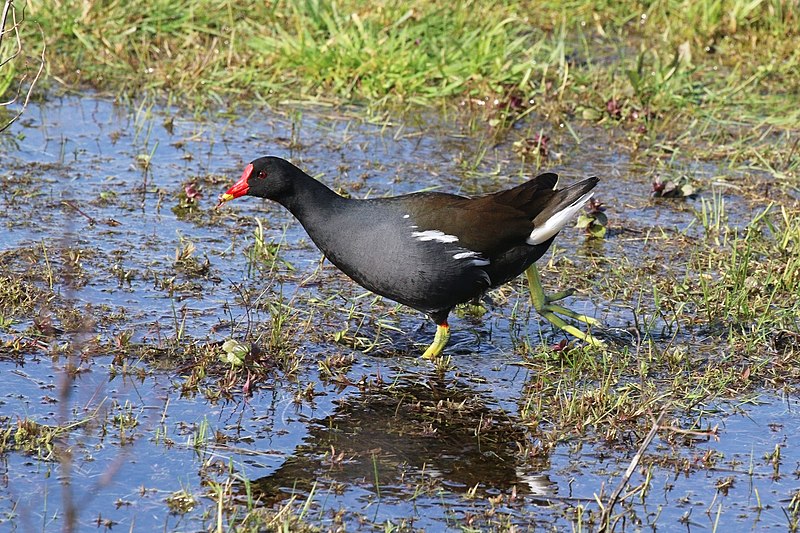 File:Common moorhen (Gallinula chloropus) with worm.jpg